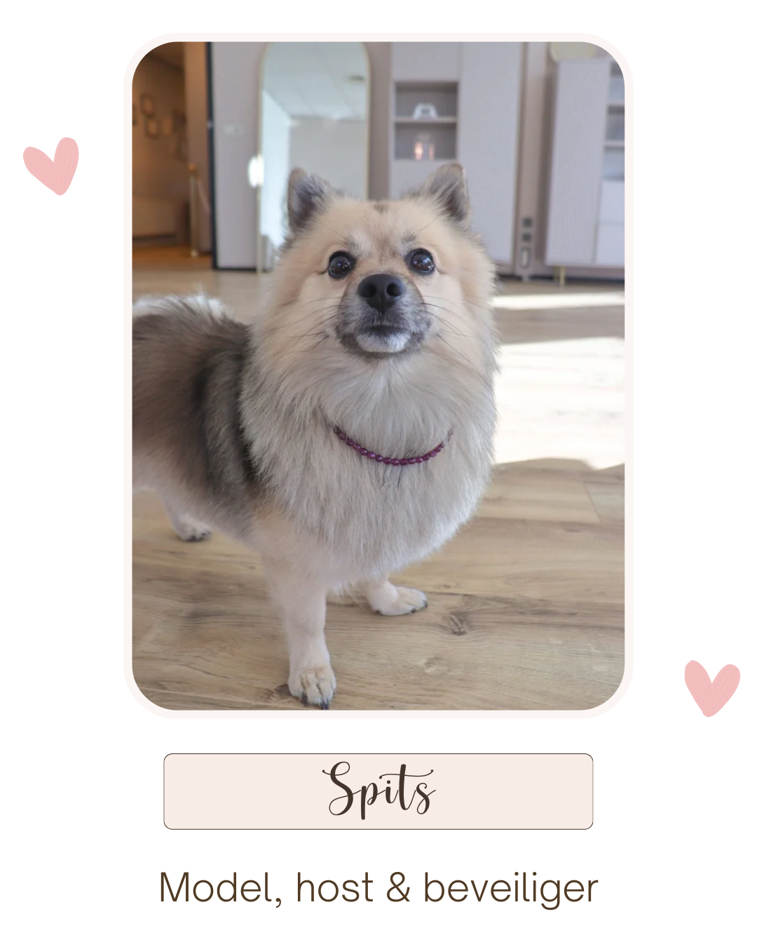 spits kantoorhond Saint Clairmont spits kantoorhond Saint Clairmont